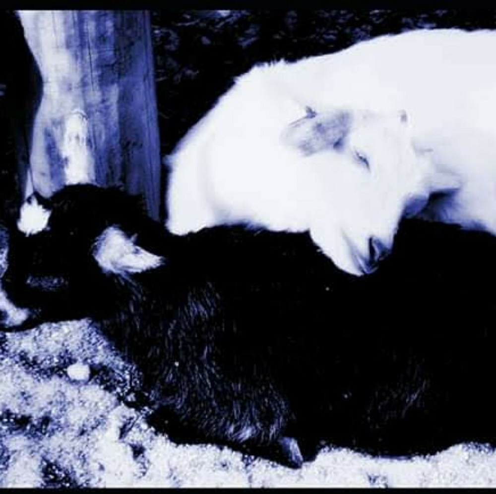 A photo